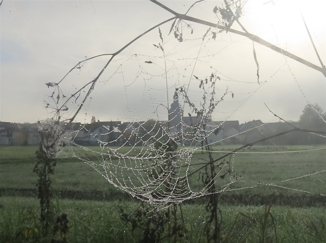 Kersbach im Spinnennetz