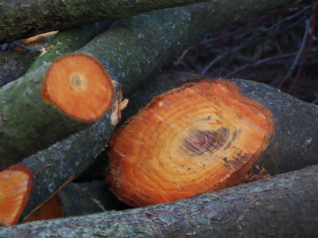 Rotes Holz am Walberla- noch garnicht so alt
