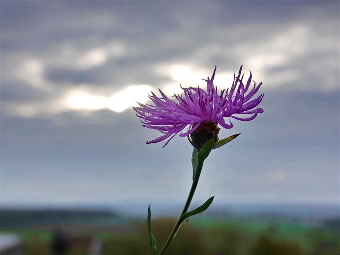 Rosa-violette Wiesen-Flockenblume