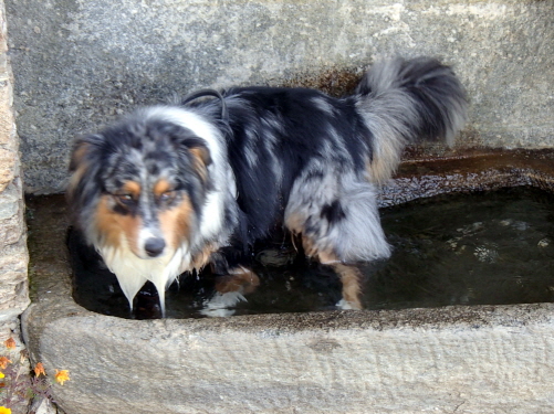 024 Brunnentrog mit HundefÃ¼llung am Rifugio Meira Paula