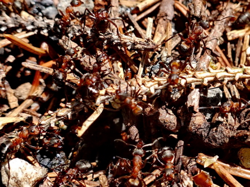 ruhelos dagegen das Ameisenvolk